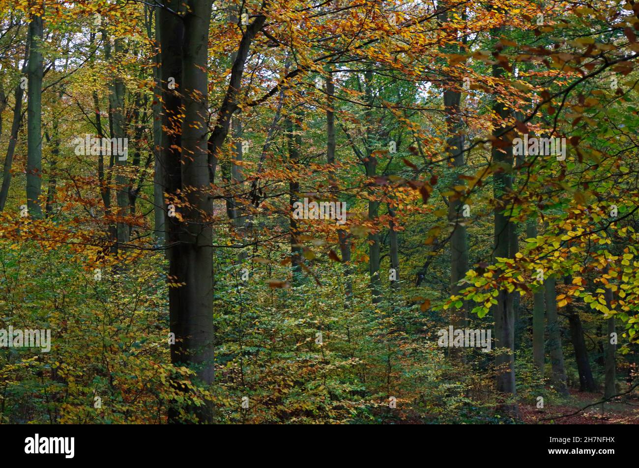 A view of woodland with predominately Beech trees, Fagus sylvatica, in the Norfolk countryside at Blickling, Norfolk, England, United Kingdom. Stock Photo