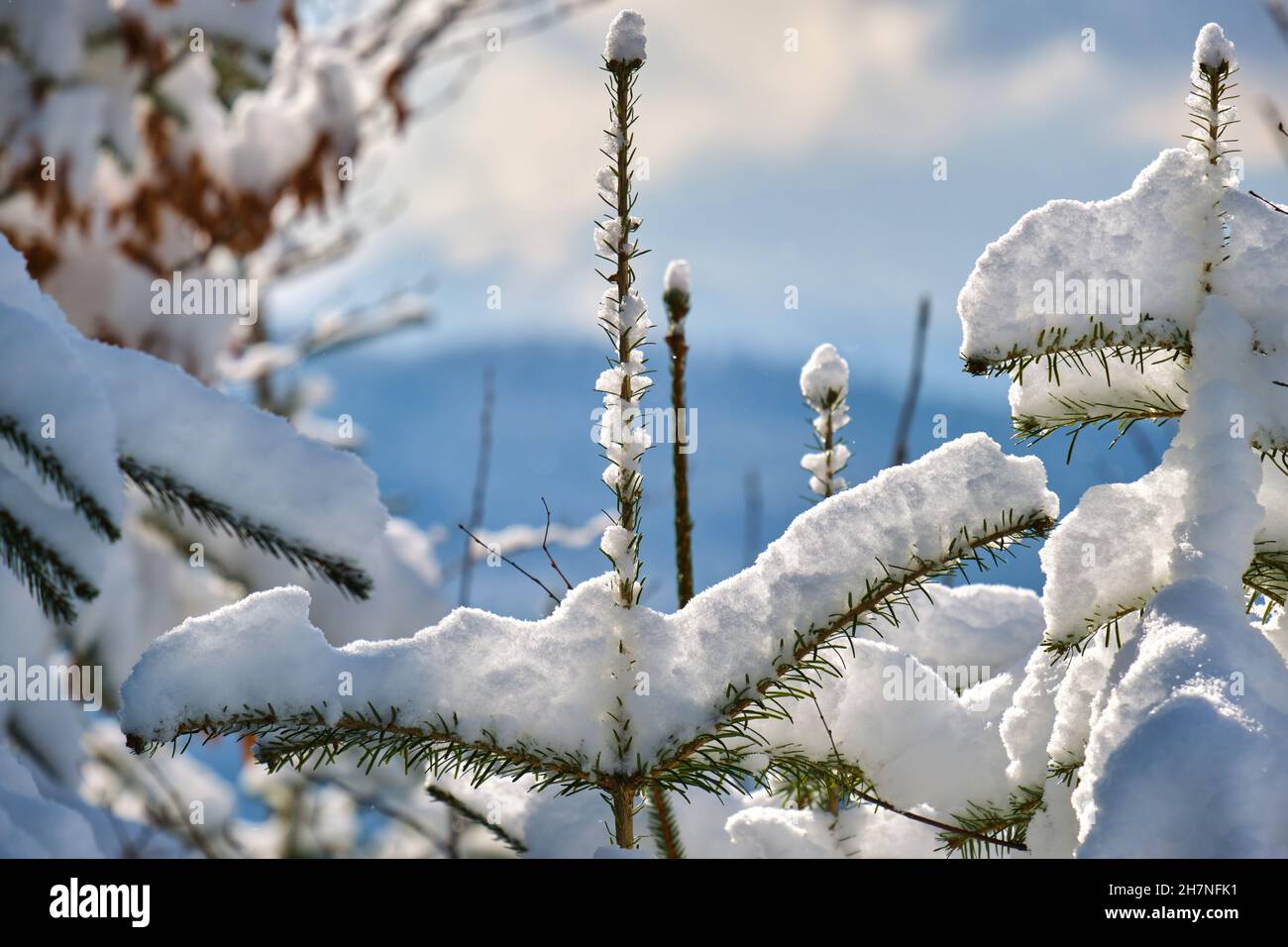 Closeup of pine tree branches covered with fresh fallen snow in winter ...