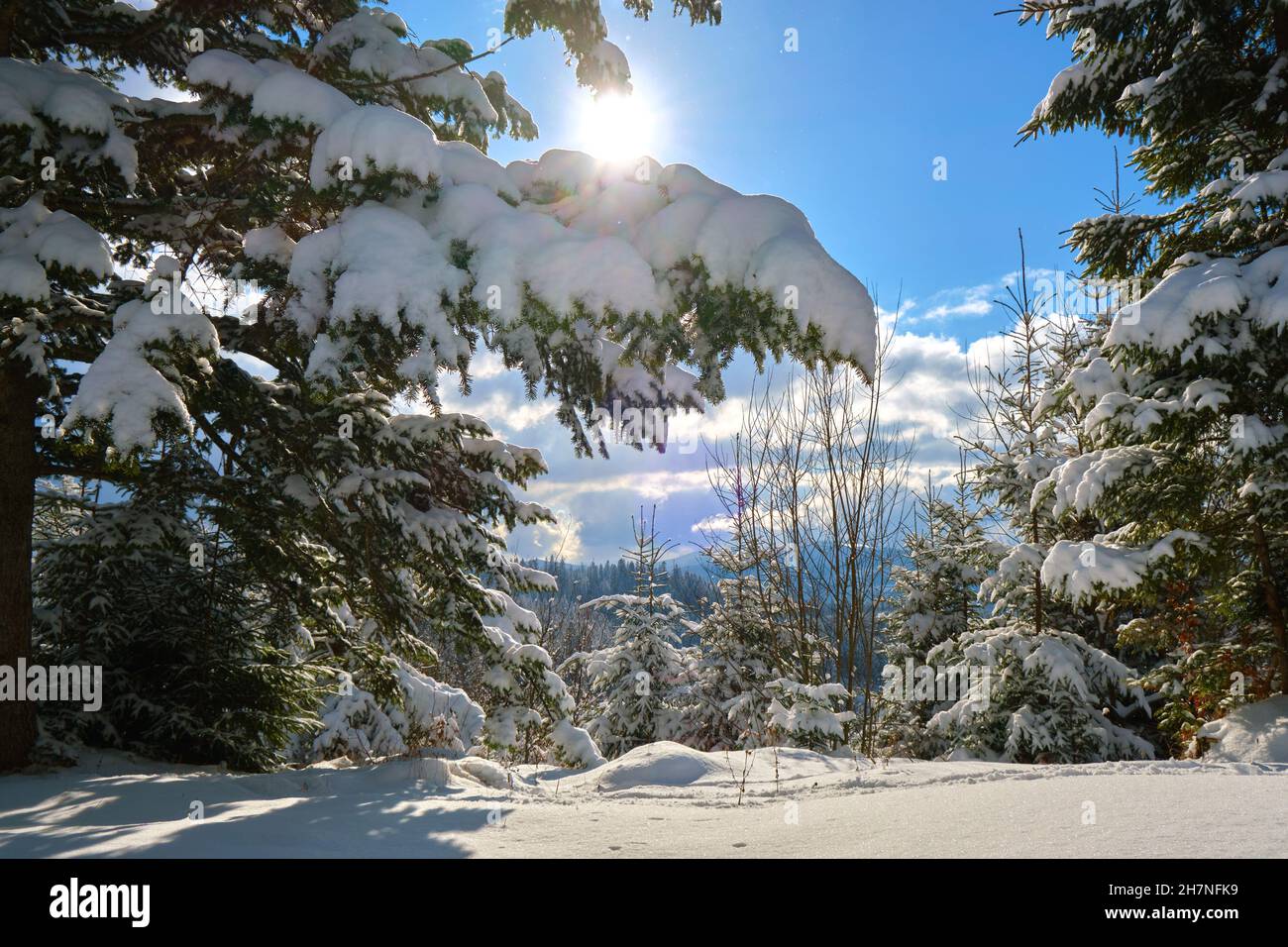 Closeup of pine tree branches covered with fresh fallen snow in winter ...