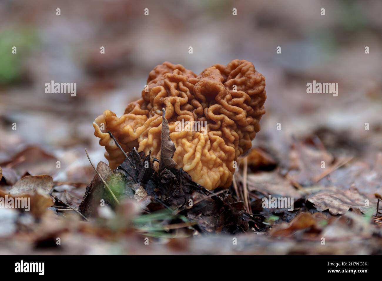 Beautiful gyromitra gigas spring mushrooms. Gyromitra esculenta brain mushroom macro, april season fungi, wild and fresh at forest Stock Photo