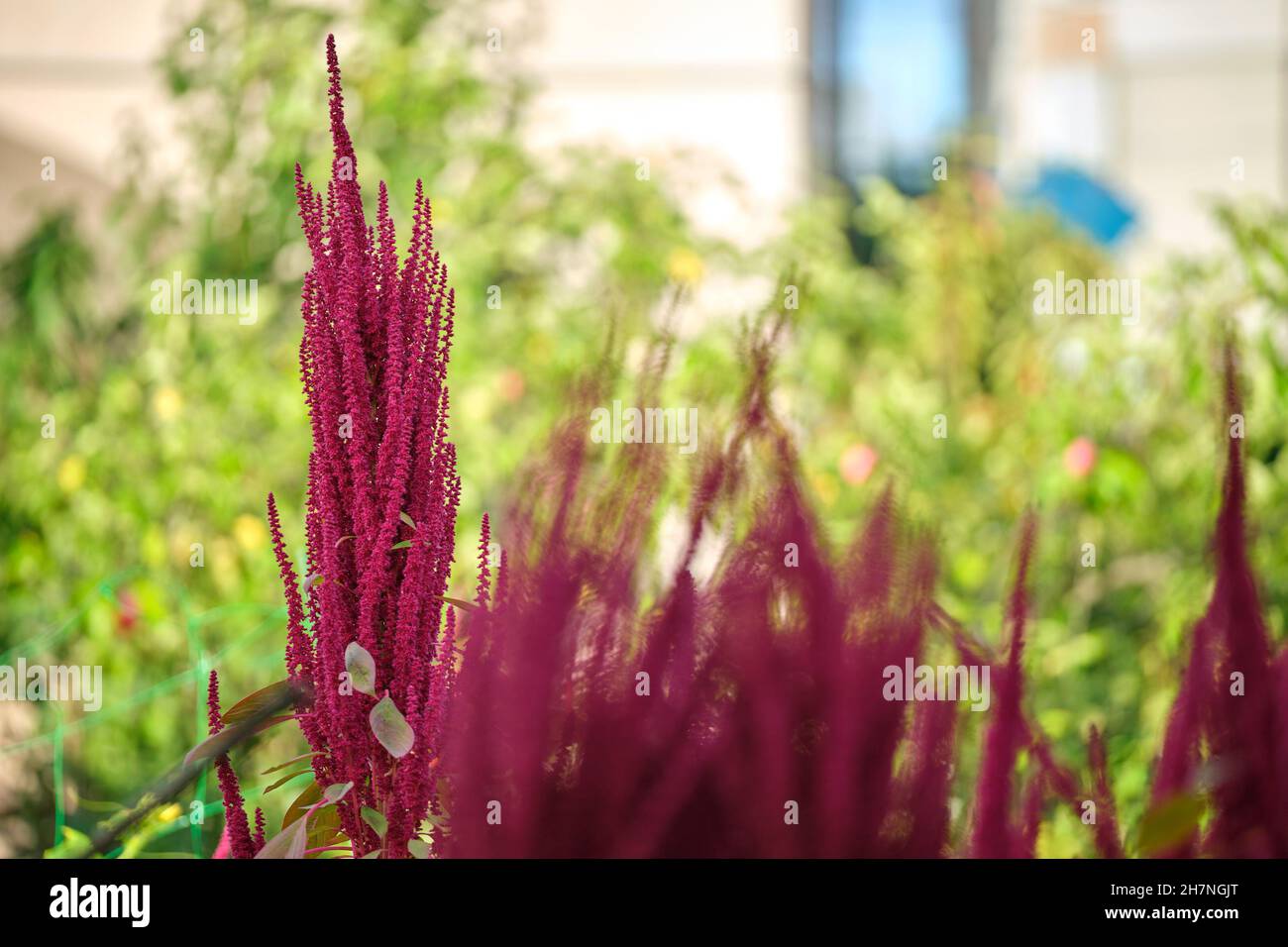 Indian red amaranth plant growing in summer garden. Leaf vegetable