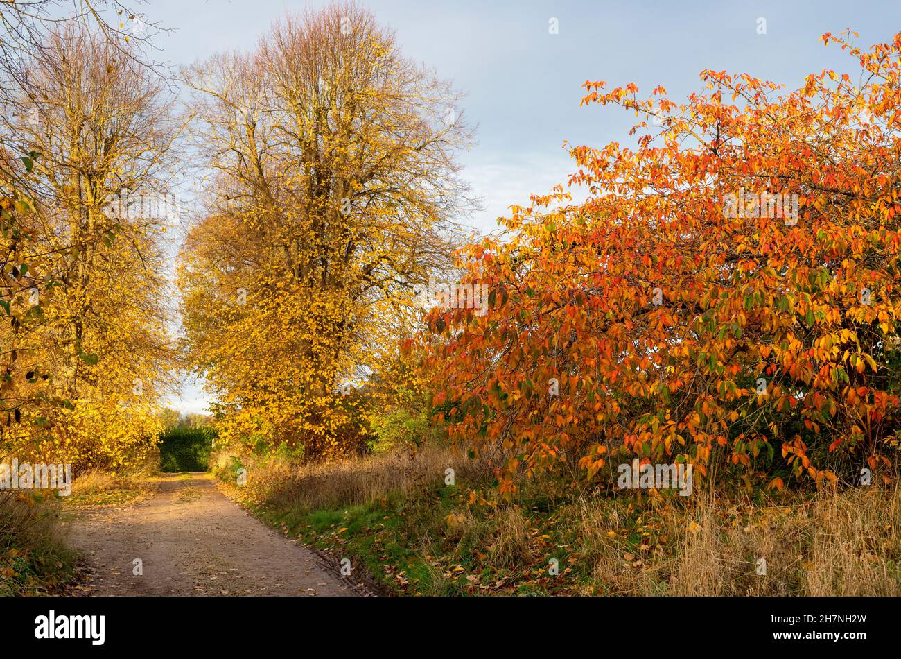 Prunus. Cherry trees with autumn leaves along a drive in Swinbrook, Cotswolds, Oxfordshire, England Stock Photo