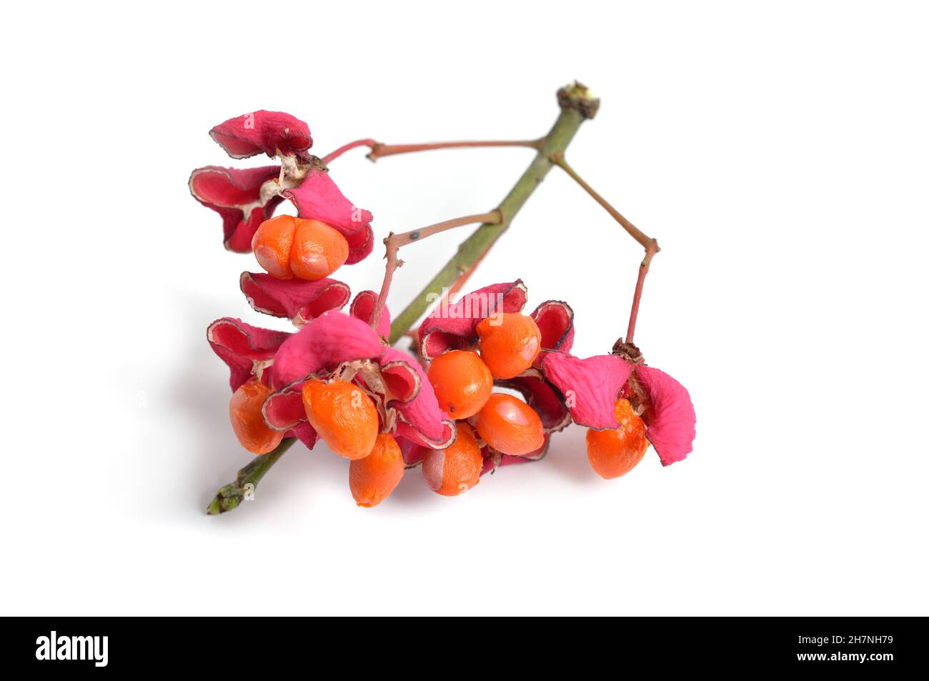 Euonymus europaeus. Close-up of a fruit. Isolated Stock Photo