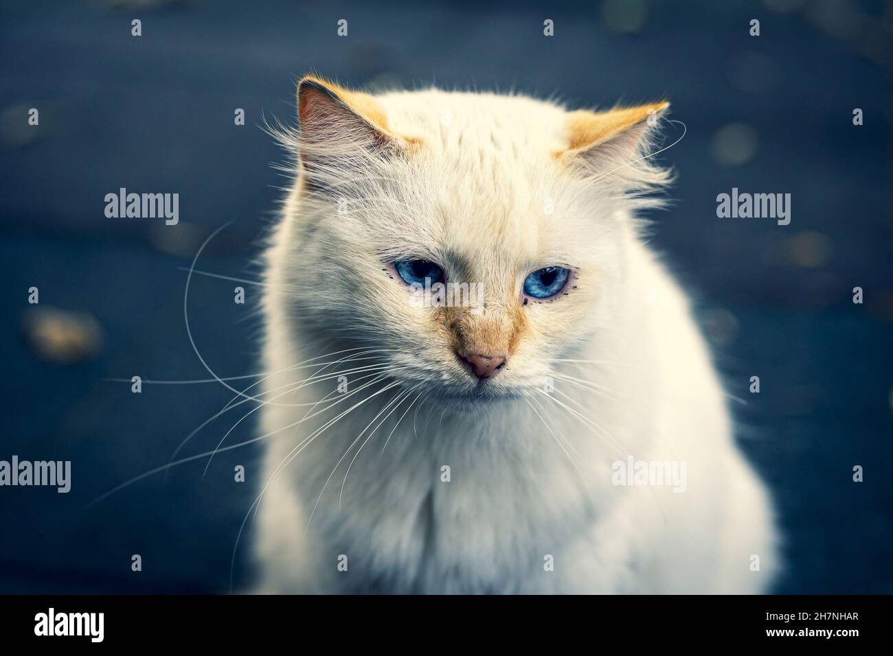 Closeup of a beautiful white cat with blue eyes standing in front of a ...