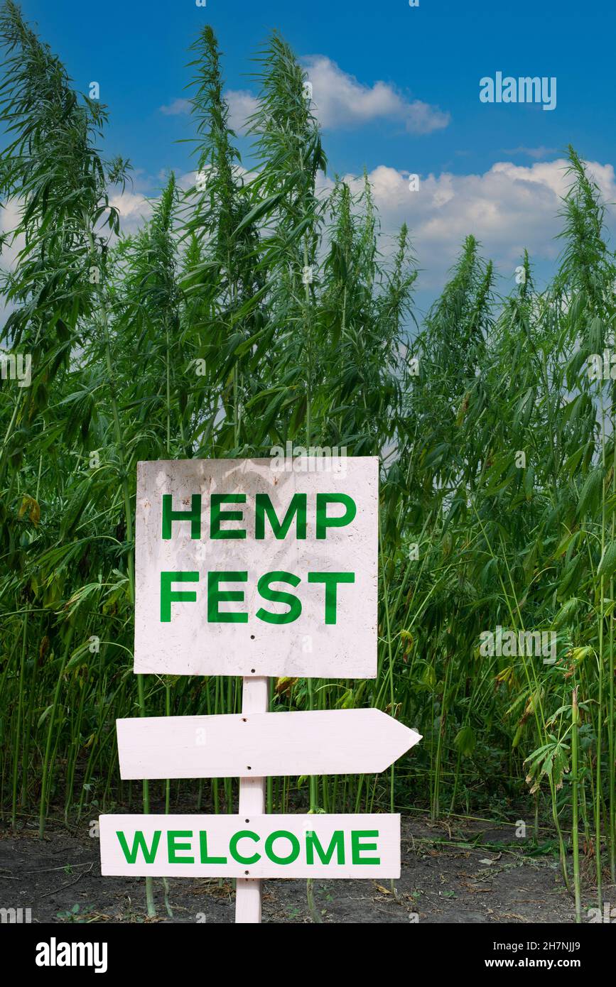 White sign Hemp Fest on hemp stalks background Stock Photo Alamy