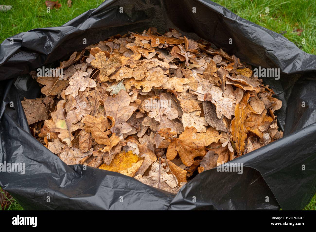 Black sack filled with fallen autumn leaves in a back garden, November, UK. Stock Photo