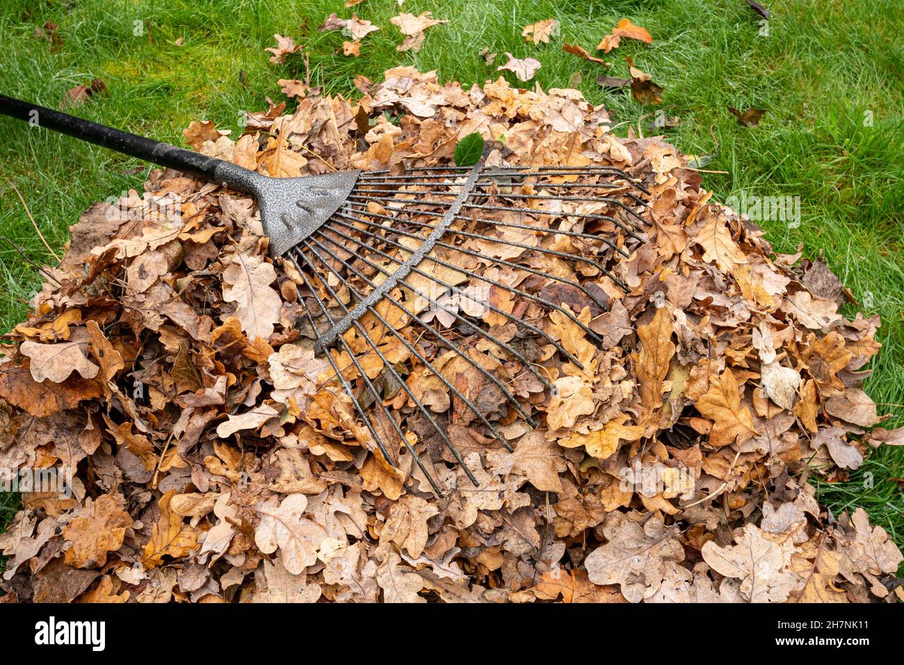 Raking autumn leaves in a garden during November. Back yard job in the fall. Stock Photo