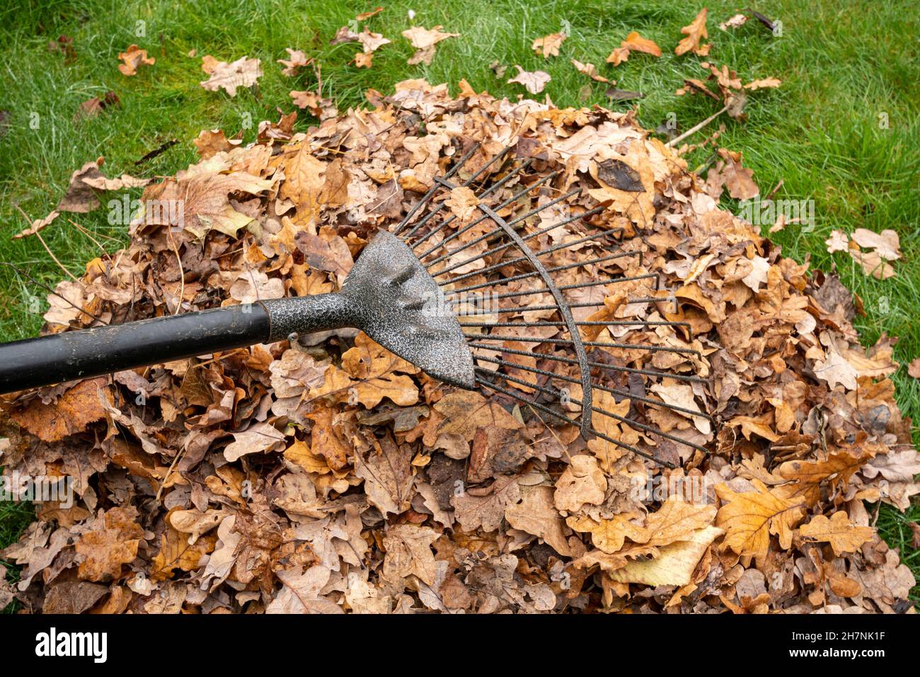 Raking autumn leaves in a garden during November. Back yard job in the fall. Stock Photo