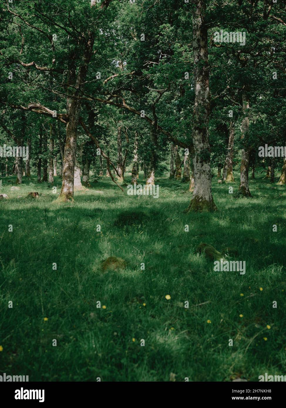 Ancient Oak trees of a typical temperate rainforest in the West
