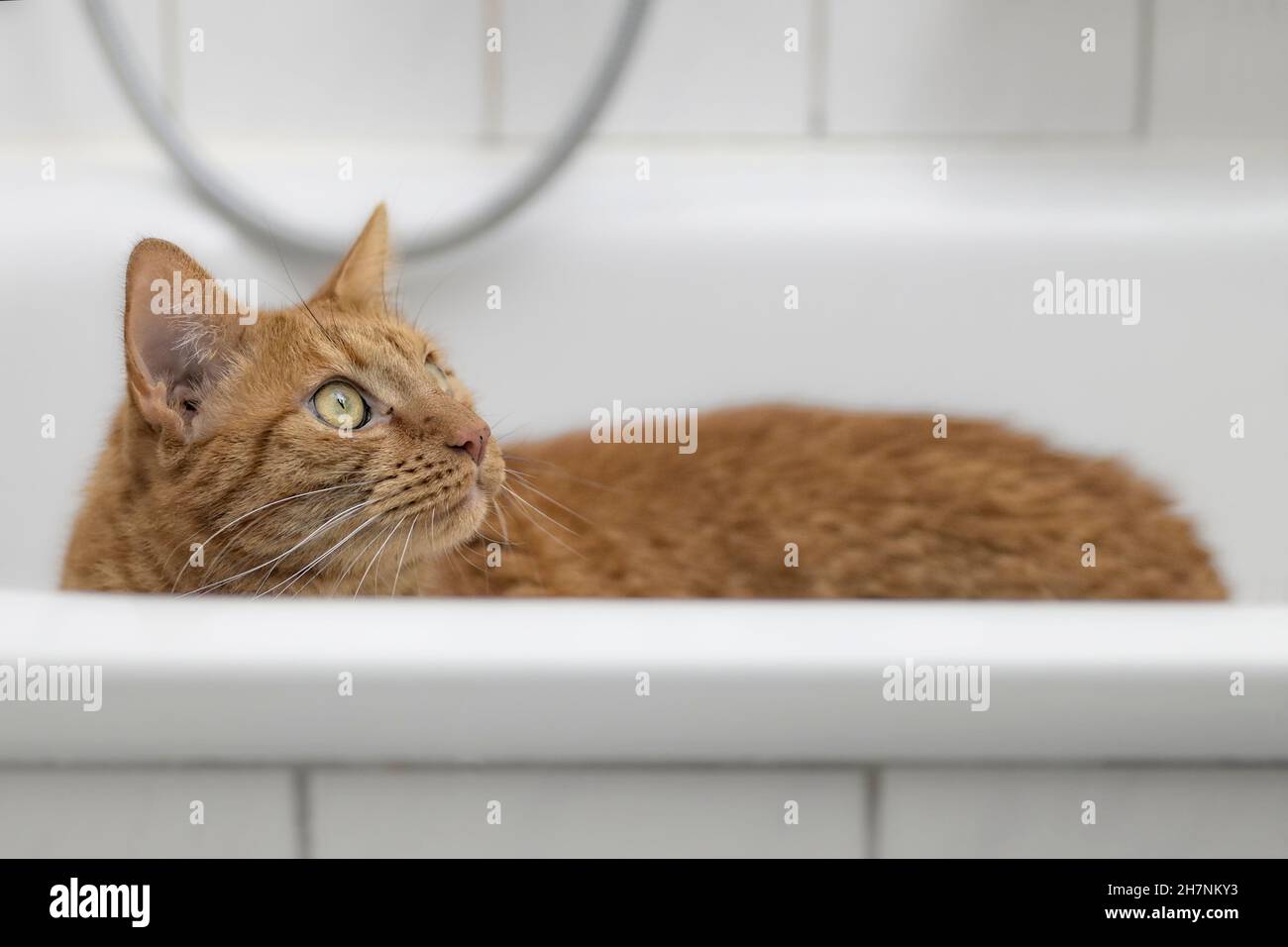 Bathtub cat hi-res stock photography and images - Alamy