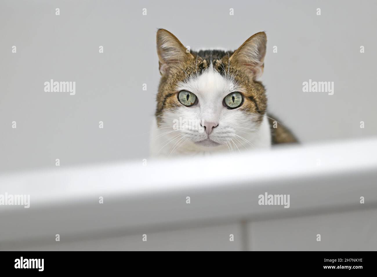Cute tabby cat peering over the edge of bathtube. Horizontal image with selective focus Stock Photo