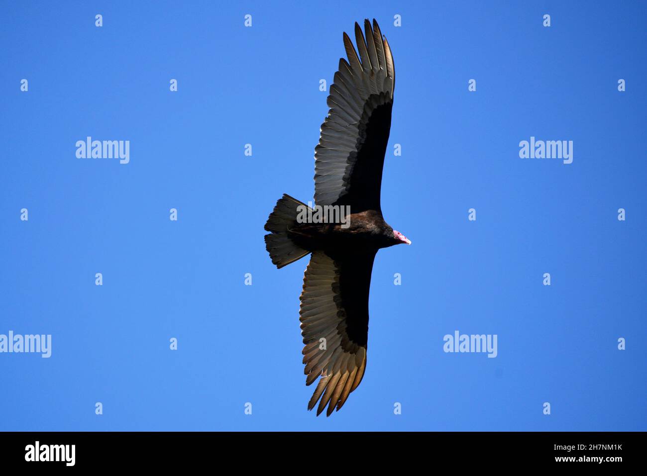 Eagle, Chile Stock Photo