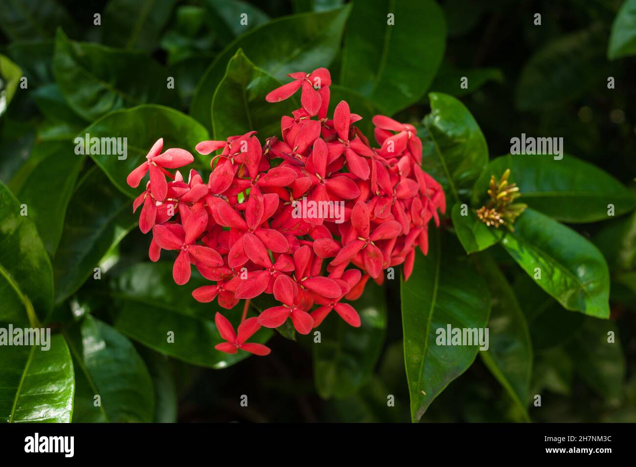 Abstract background of Beautiful tropical flowers. Close-up. Stock Photo