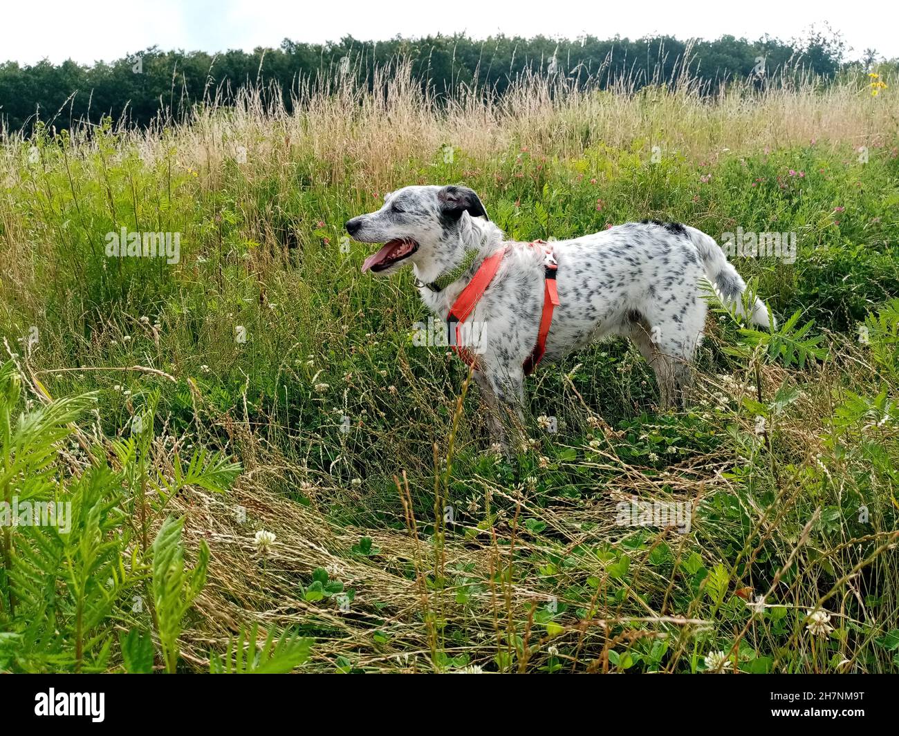 Dog in hiking harness hi-res stock photography and images - Alamy