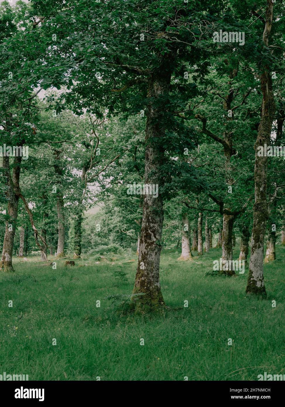 Ancient Oak trees of a typical temperate rainforest in the West