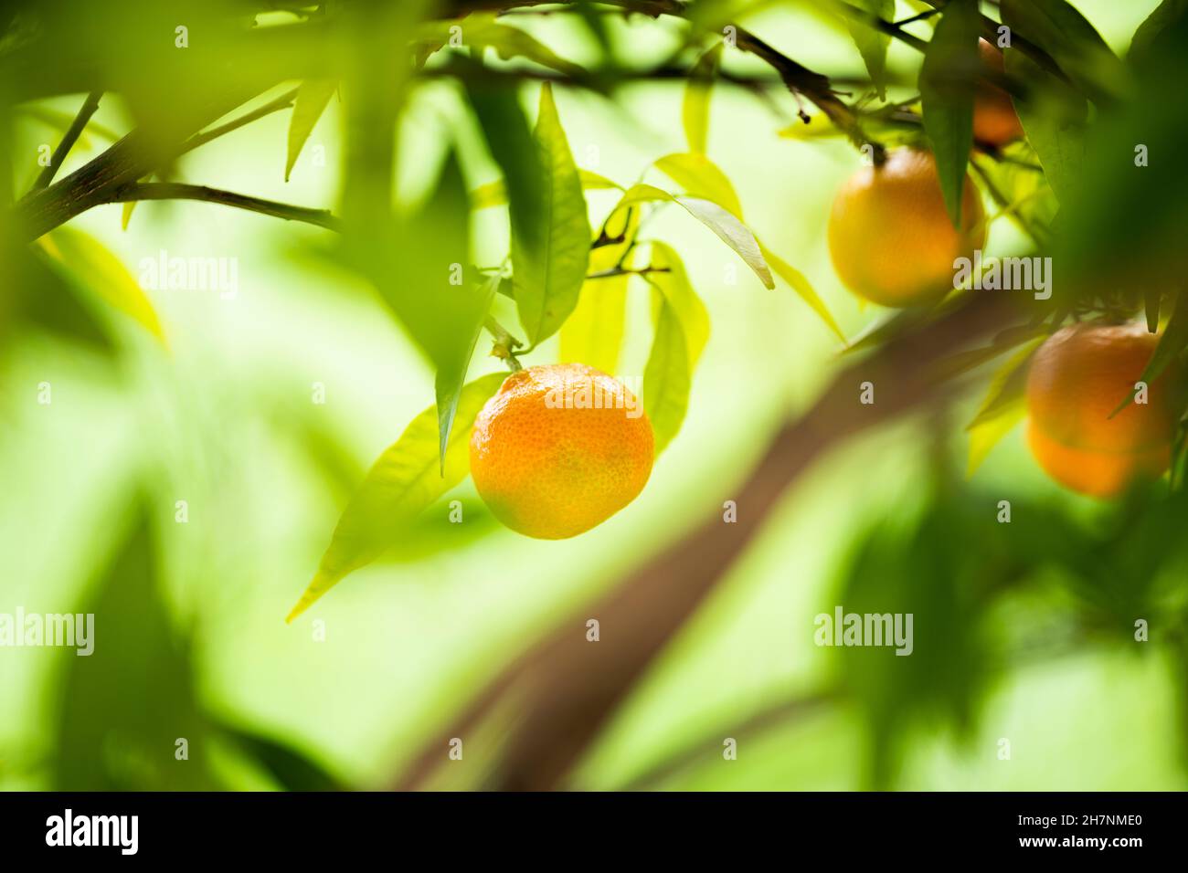 Close-up view of a tangerine with a beautiful green background. Stock Photo