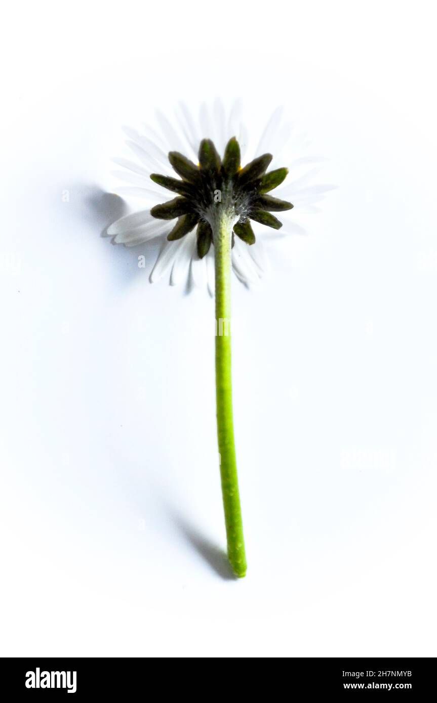 Portrait of a daisy flower from behind (Bellis Perennis Daisy) as a studio shot set against a white background Stock Photo
