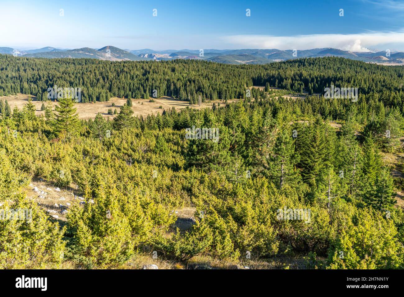 Wald im Durmitor Nationalpark, Žabljak, Montenegro, Europa  |    Forest of the Durmitor National Park, Žabljak, Montenegro, Europe Stock Photo