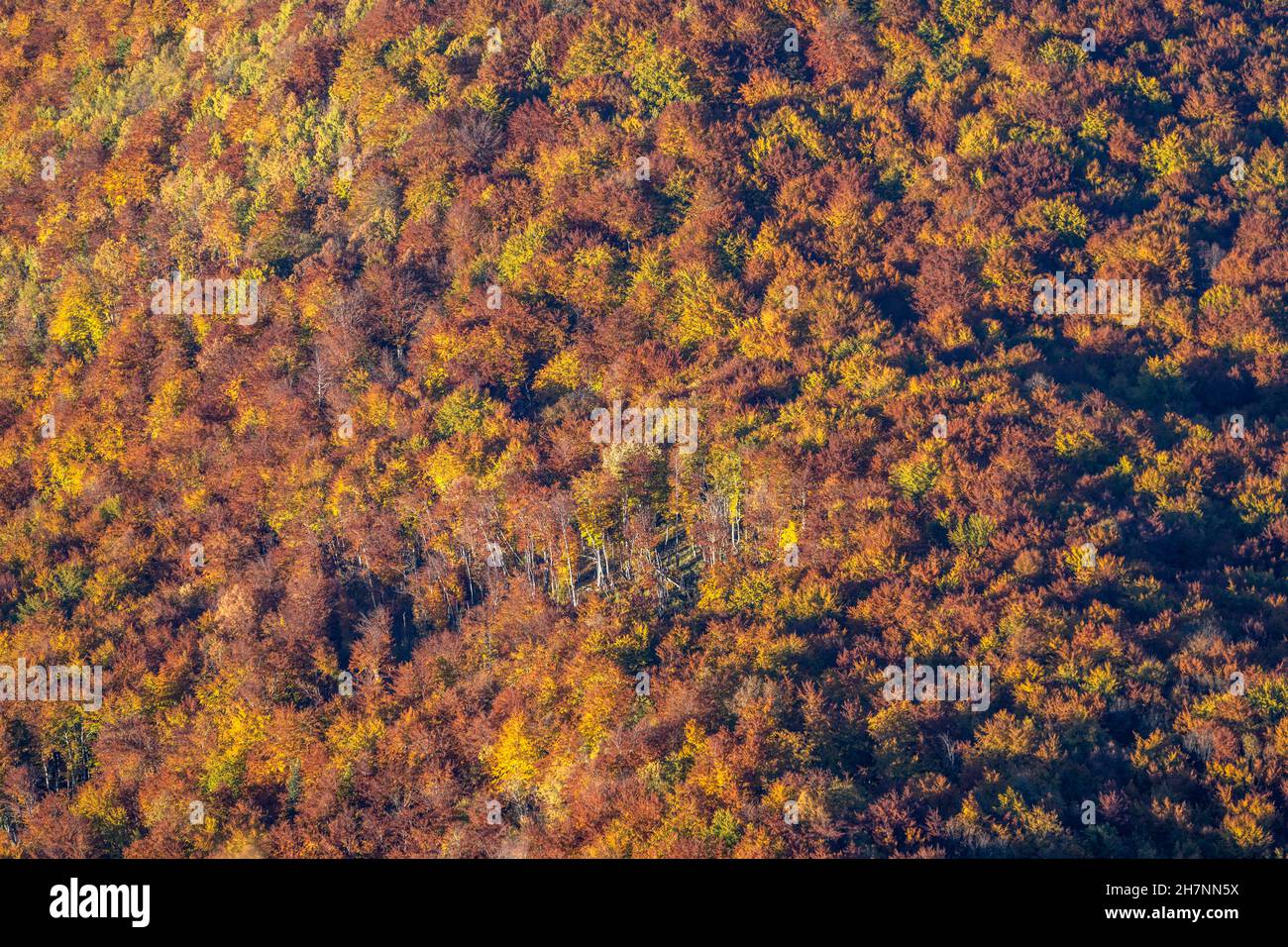 Herbstlicher Wald im Durmitor Nationalpark, Žabljak, Montenegro, Europa  |    Forest of the Durmitor National Park in autumn, Žabljak, Montenegro, Eur Stock Photo