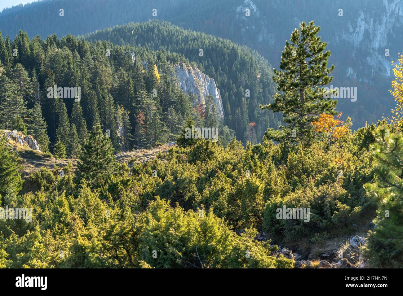 Wald im Durmitor Nationalpark, abljak, Montenegro, Europa  |    Forest of the Durmitor National Park, abljak, Montenegro, Europe Stock Photo
