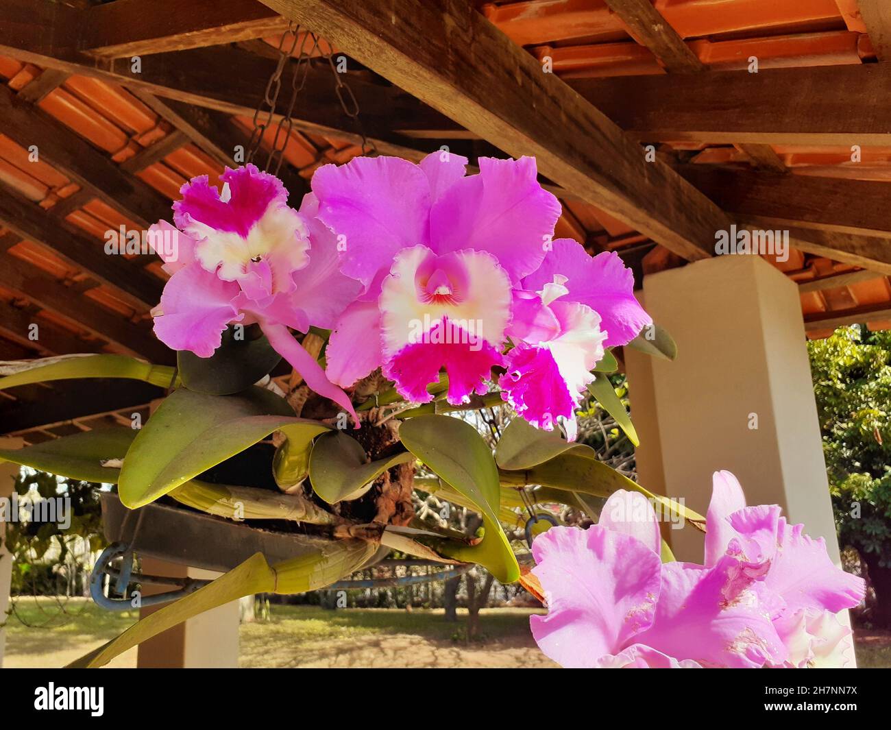 View of a bouquet of Cattleya labiata or orchid, or queen of the northeast, potted plant, suspended. Stock Photo