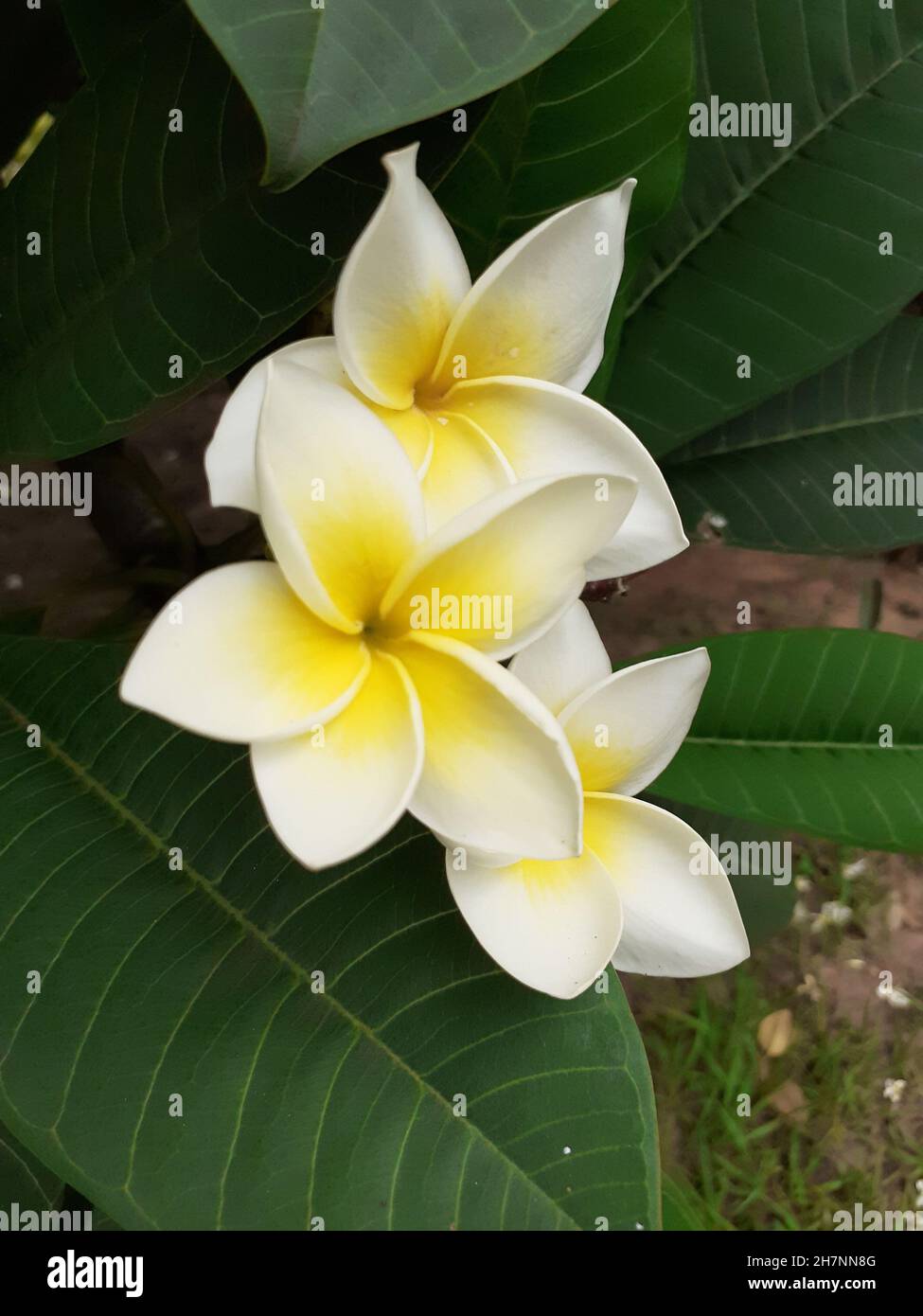 Closeup of a flower of Jasminemango (Plumeria rubra) is a plant of the genus Plumeria. Also