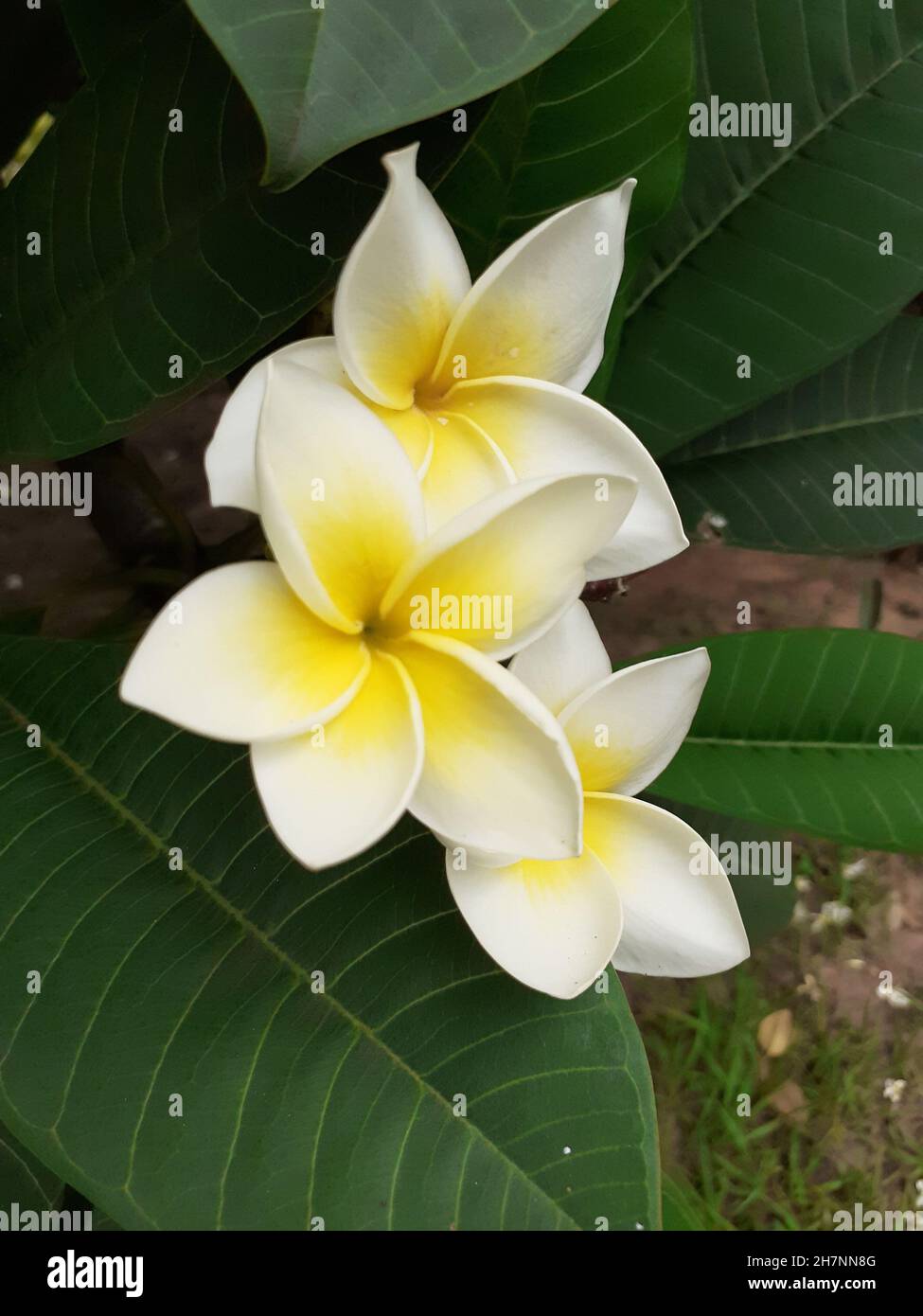Close-up of a flower of Jasmine-mango (Plumeria rubra) is a plant of the genus Plumeria. Also known as Frangipani. In a garden Blurred background. Stock Photo