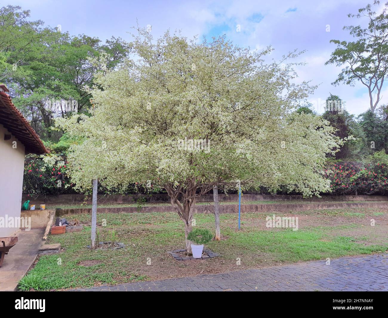 Tree with cherry blossom Surinamese or Pitanga in a garden, (Myrtaceae from Suriname) It is a native tree of the Brazilian Atlantic Forest. Stock Photo