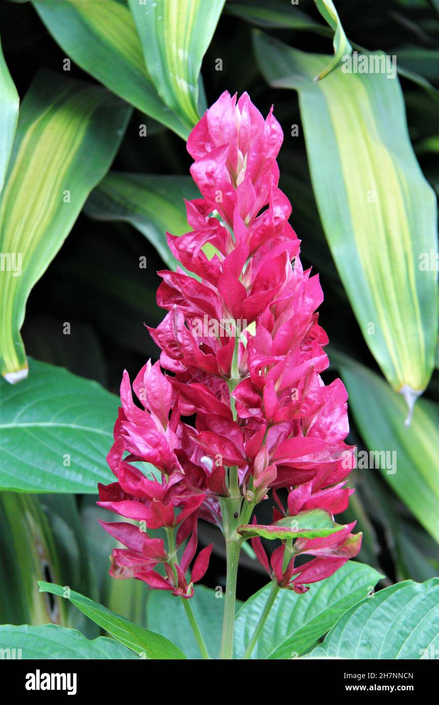 Red ginger or alpine flower, isolated among the foliage. Stock Photo
