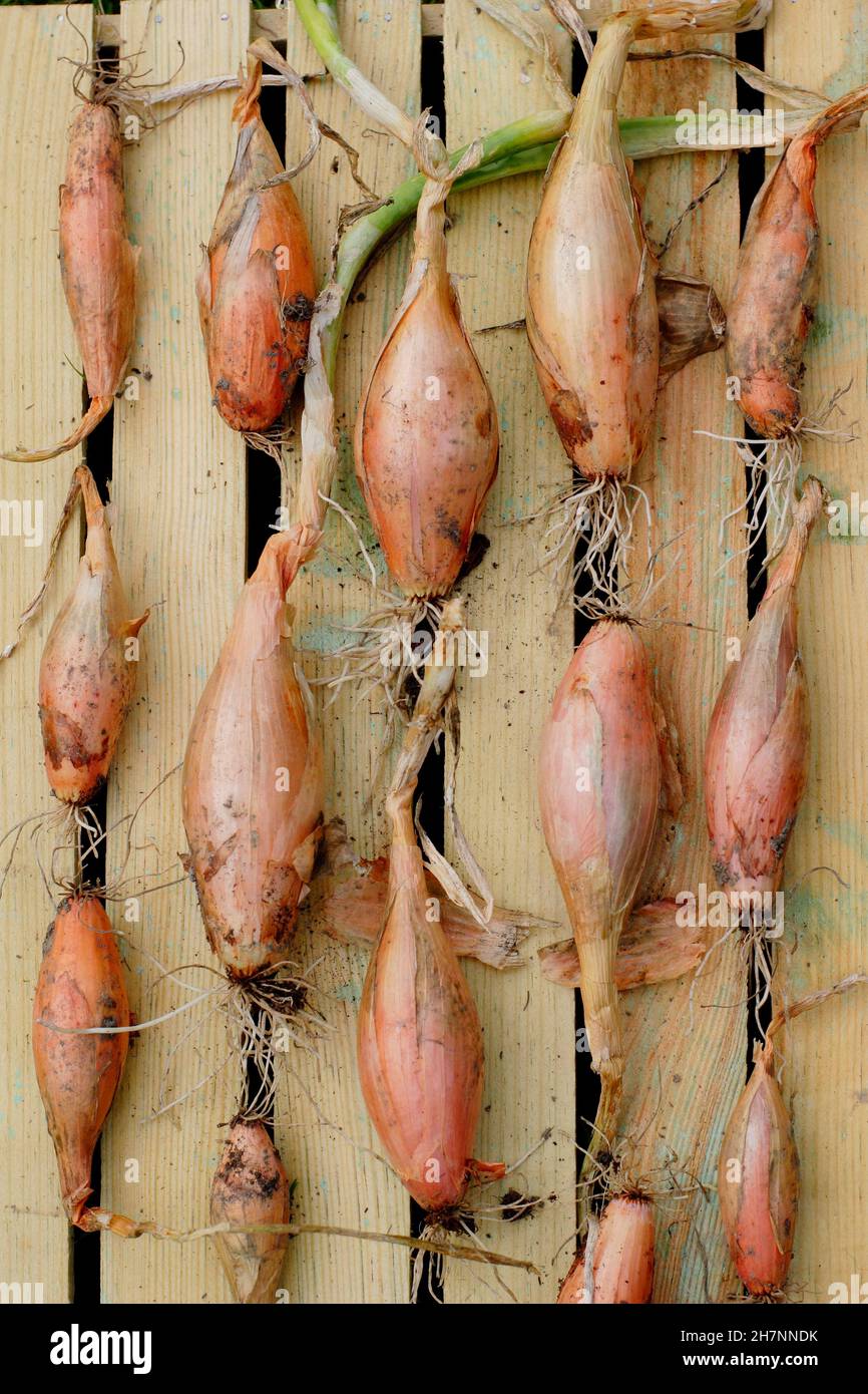 Curing shallots. Drying homegrown shallot 'Zebrune' on a rack immediately after lifting to minimise storage problems. UK Stock Photo