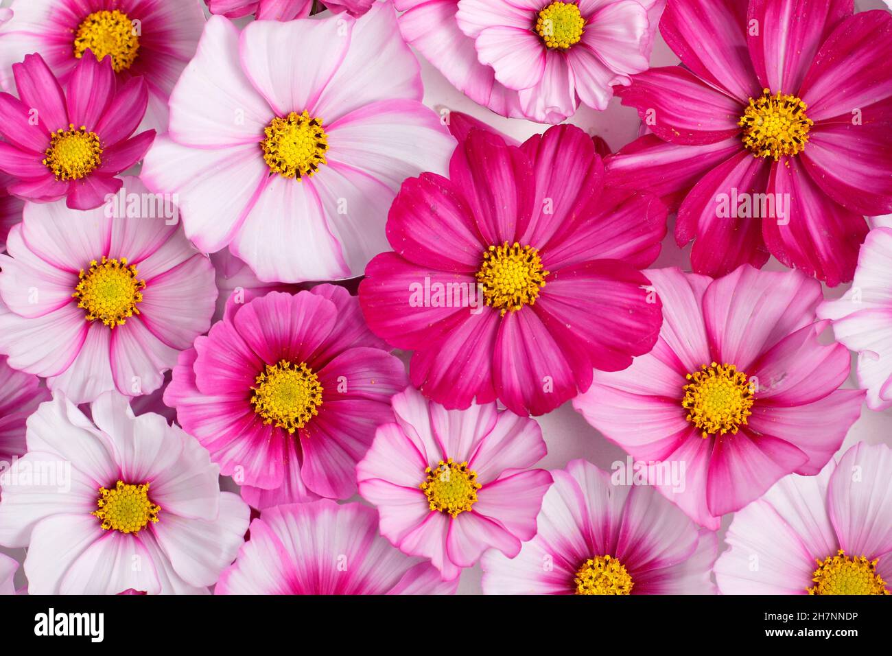 Cosmos bipinnatus. Pattern of cosmos 'Candy Stripe' flowerheads seen from above.UK Stock Photo