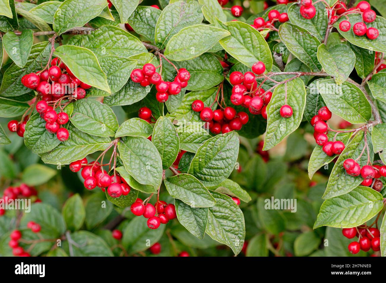 Cotoneaster bullatus. Hollyberry cotoneaster displaying characteristic bright red berries in autumn. UK Stock Photo