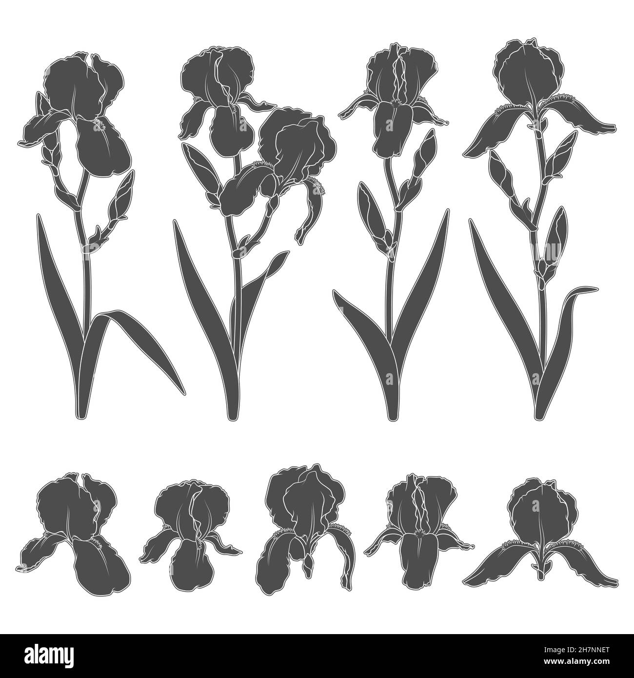 Black Iris Flower Art High Resolution Stock Photography and Images ...