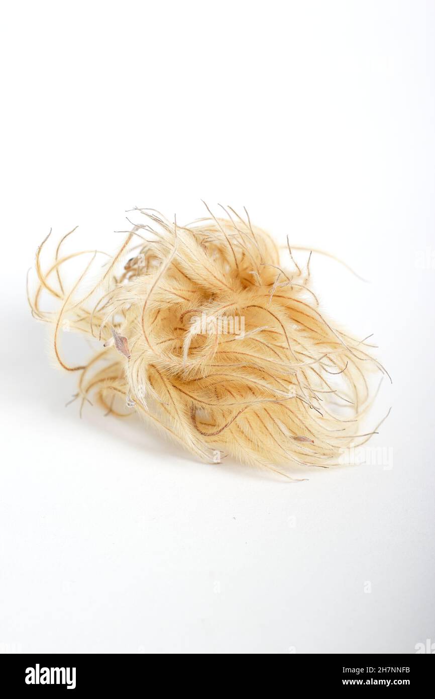 Clematis seedhead. Feathery seed head of clematis 'Nelly Moser' isolated on a white background. UK Stock Photo