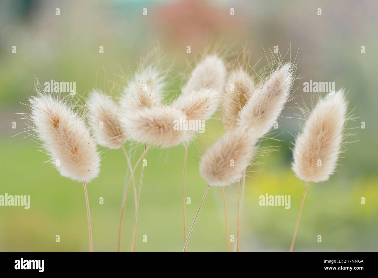 Lagurus ovatus. Decorative dried tufts of Bunny's tail grass. Also called Hare's tail grass Stock Photo