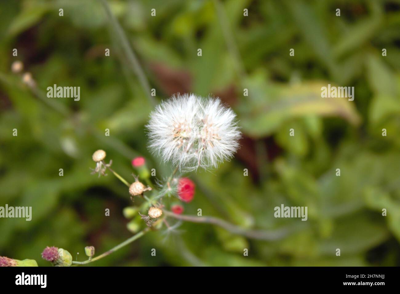 Close-up of a dandelion or Taraxacum officinale, isolated in the garden in the daytime. It is a perennial herbaceous plant in the Asteraceae family. Stock Photo