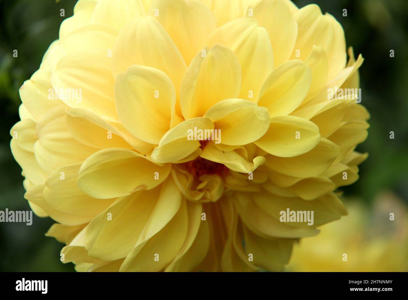 Dahlia, or Dalia or Perennial: Close-up of a yellow flower in a garden. It is a botanical genus belonging to the Asteraceae family. It's an herbaceous. Stock Photo