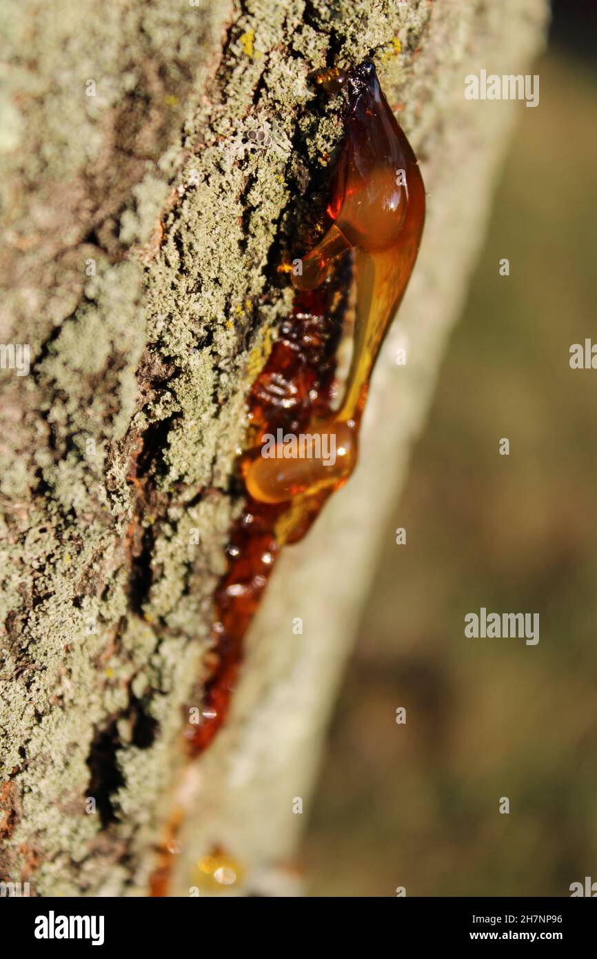 Sap oozing from tree Stock Photo Alamy