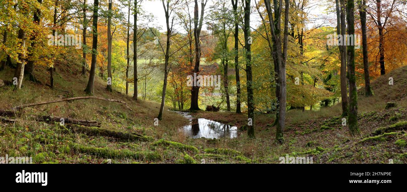 Woodland Dell in Autumn. Stock Photo