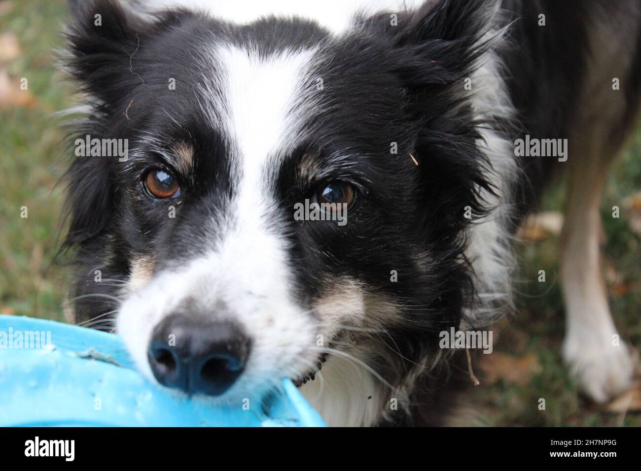 Border Collie playing fetch Stock Photo