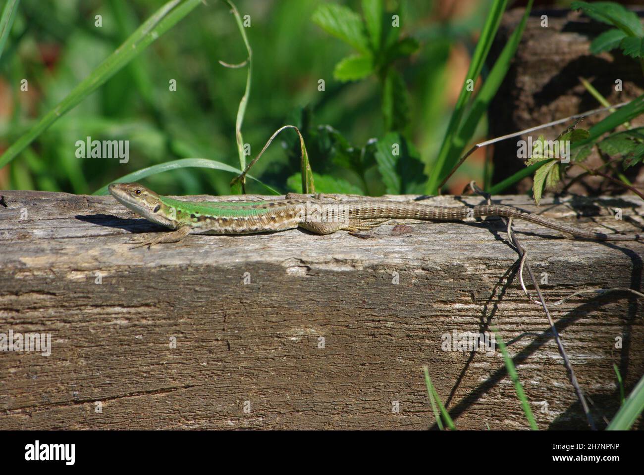 The Italian wall lizard or ruin lizard (Podarcis siculus) Stock Photo