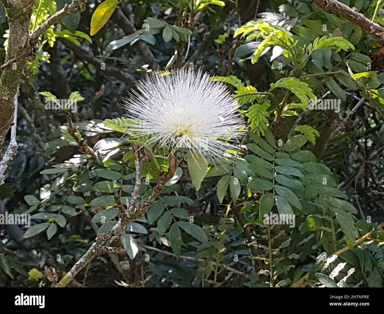 Flower close-up of a Syzygium jambos is a tree native to tropical Asia belonging to the Myrtaceae family. Stock Photo
