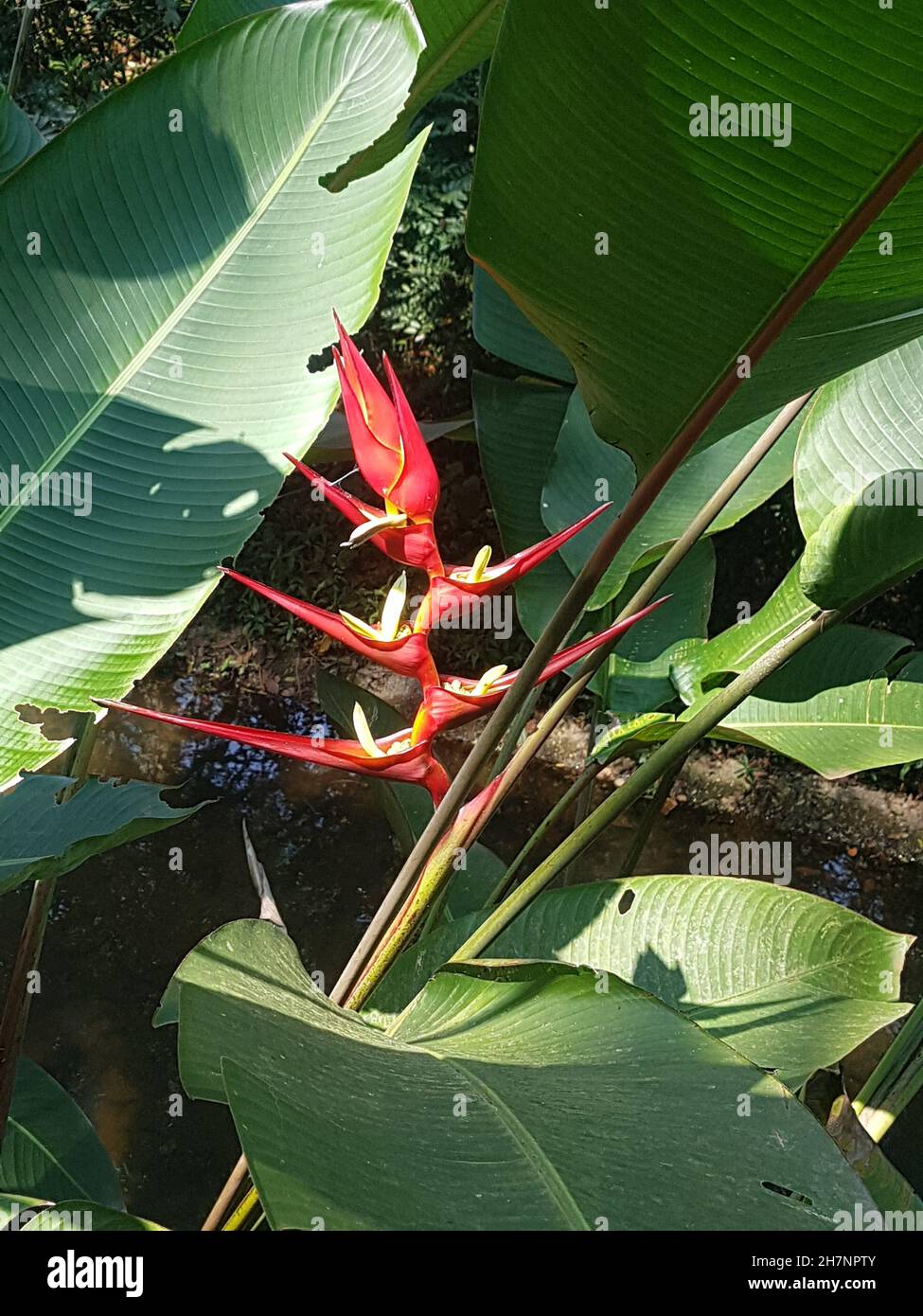 Close up on a tortuous Heliconia, Isolated, in the middle of foliage Stock Photo