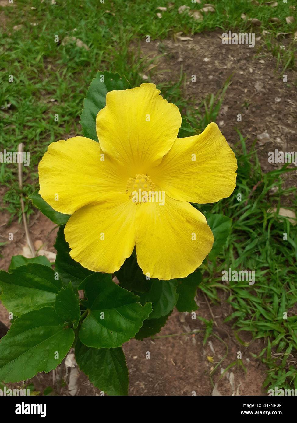 Hibiscus flower, yellow, in a garden, isolated Stock Photo - Alamy