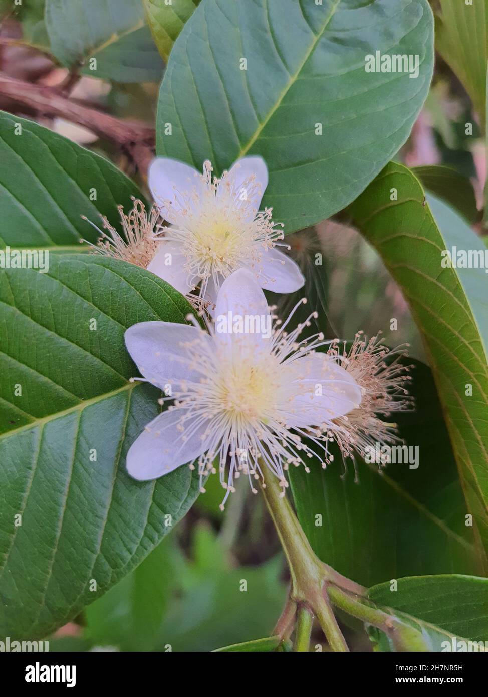 Close-up of a Surinamese or Pitanga cherry blossom in a garden,(Suriname myrtaceae) It is a native tree of the Brazilian Atlantic Forest. Stock Photo