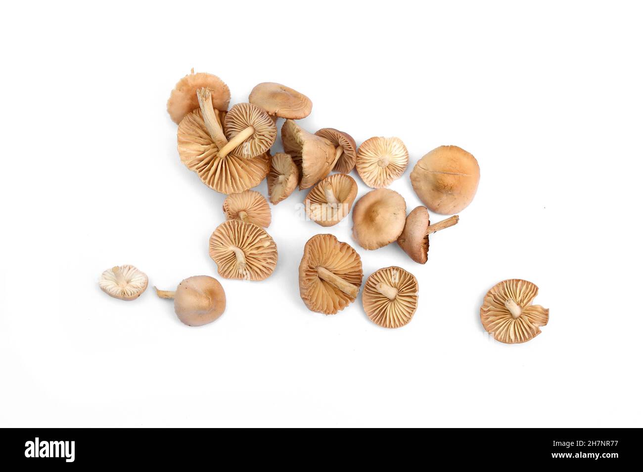 Fresh raw Scotch bonnet mushrooms close up isolated on white background. Scotch bonnet mushrooms. Stock Photo