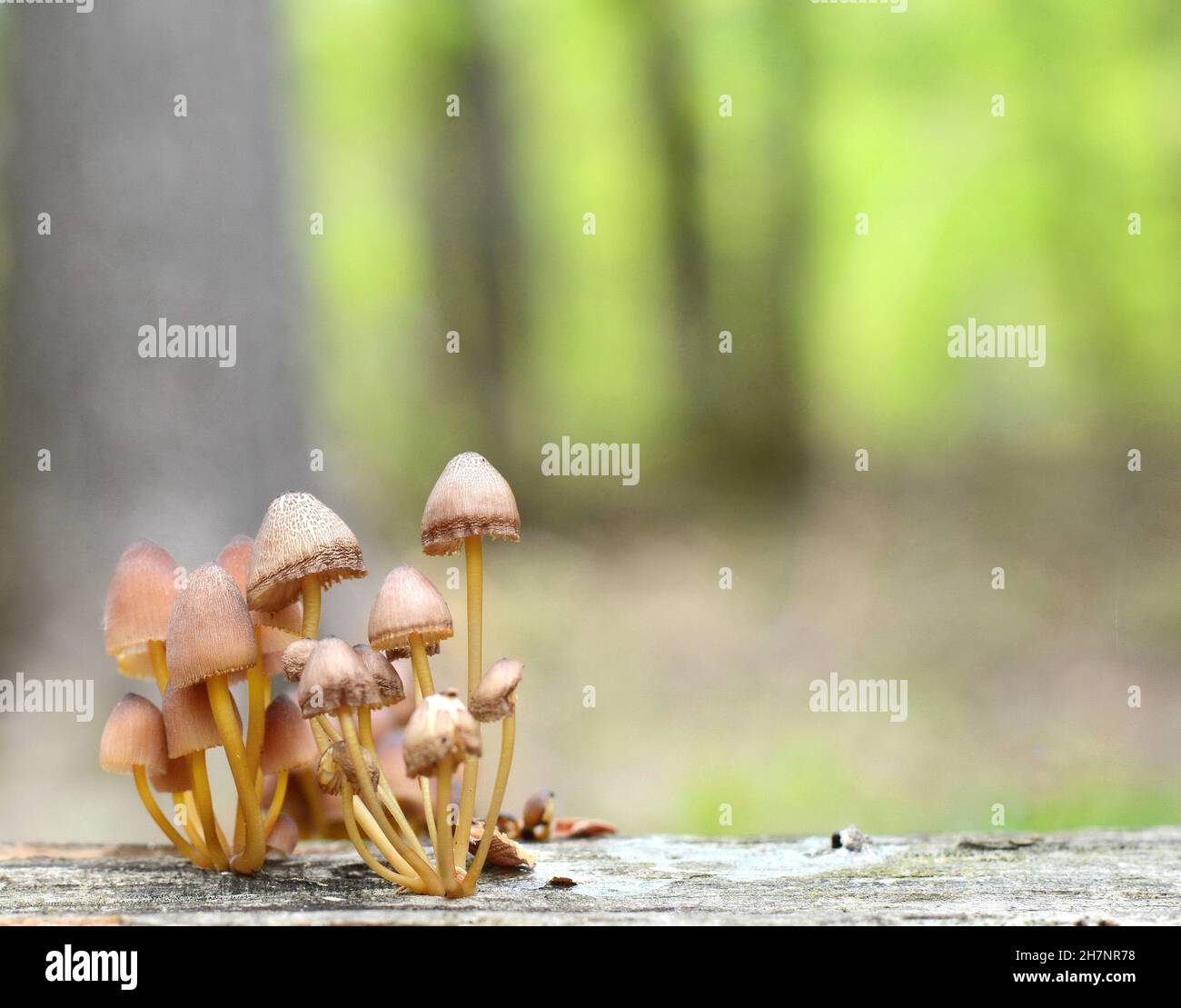 Mycena renati, commonly known as the beautiful bonnet is a species of mushroom in the family Mycenaceae. The world of mushrooms. Stock Photo