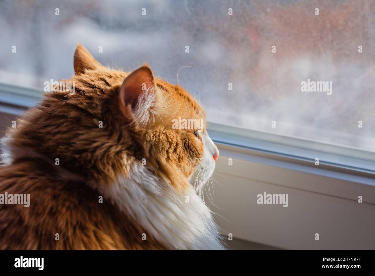Pretty adult red cat at window with thoughtful good mood Stock Photo