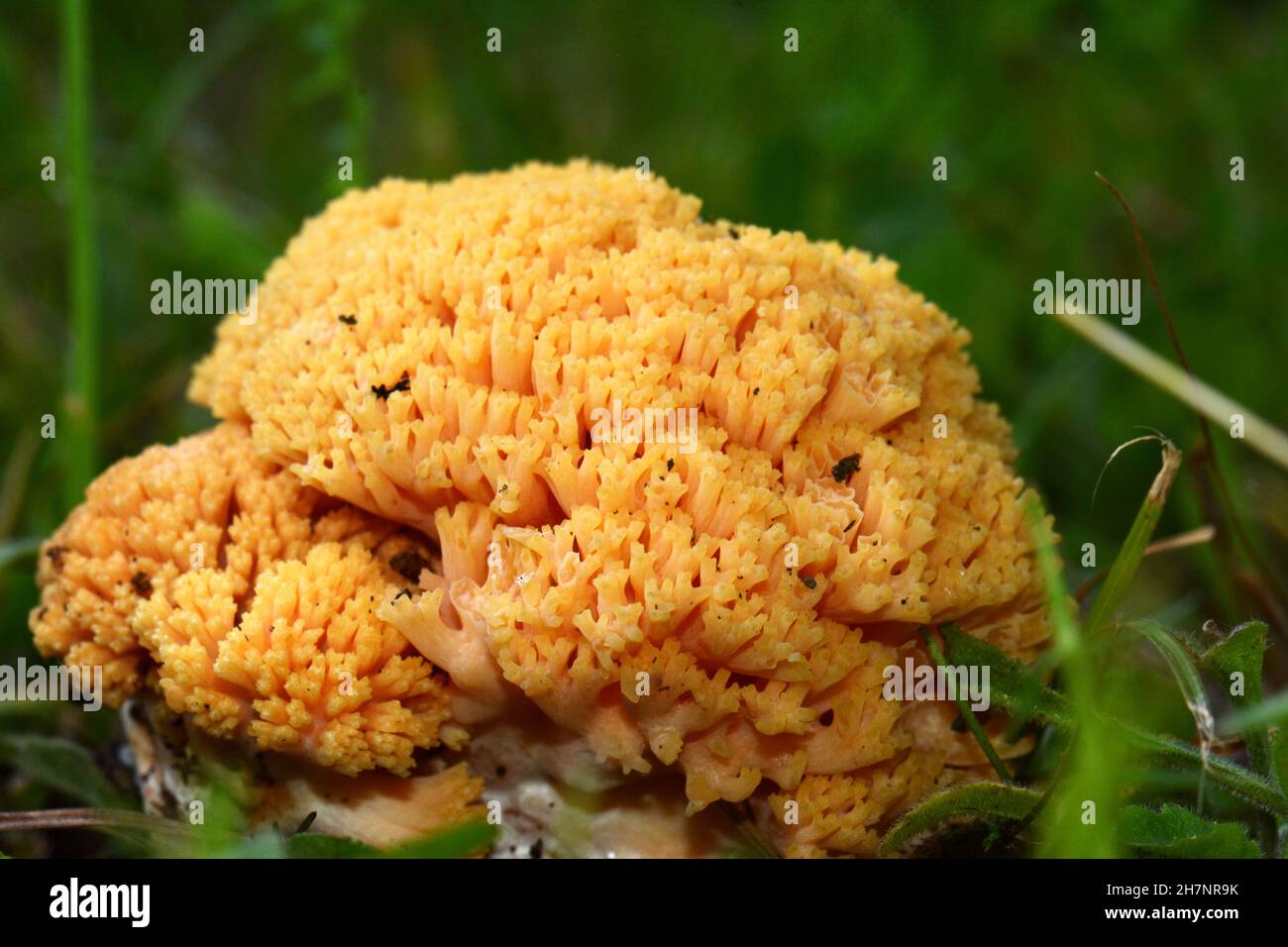 Ramaria Flava growing in the coniferous forest. Yellow coral mushroom. Stock Photo