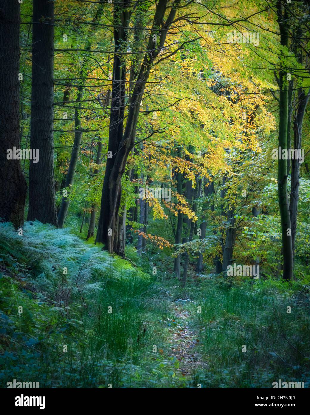 Autumn colours in Wass Bank Wood, Ryedale, The North Yorkshire Moors National Park, England Stock Photo